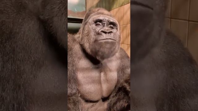 горилла кушает болгарский перец и пукает смотреть онлайн