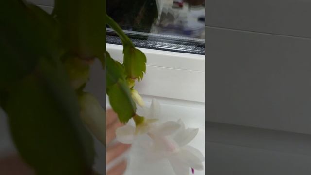 Расцвел декабрист.17.11.2023год. смотреть онлайн