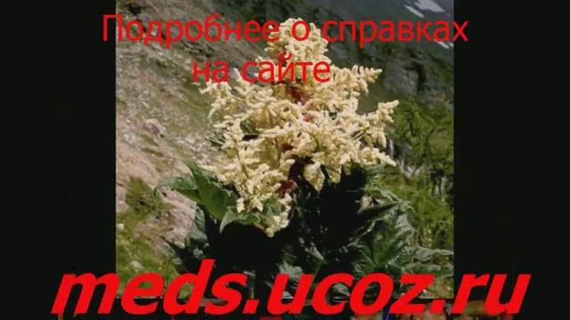 №079 медицинская справка смотреть онлайн
