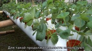 Выращивание клубники в трубах ПВХ горизонтально