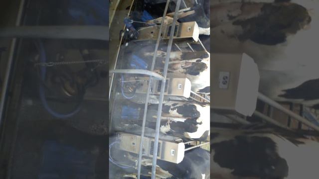 Kokarusell, 😀 смотреть онлайн