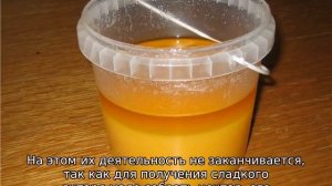 Почему свежий мед мутный, а не прозрачный