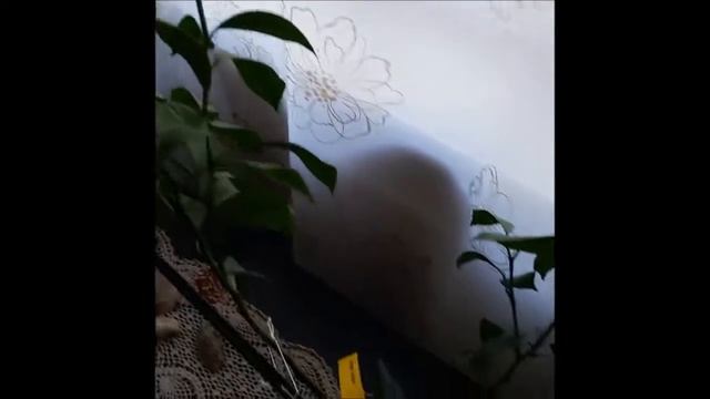 Мой лимон Мейера / My Meyer Lemon