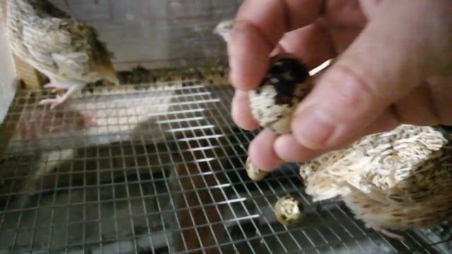 Перепела породы Феникс, перепелки-несушки на яйца смотреть онлайн