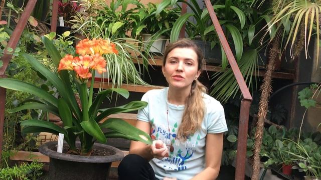КЛИВИЯ уход в домашних условиях ? КАК ЗАСТАВИТЬ ЦВЕСТИ КЛИВИЮ смотреть онлайн