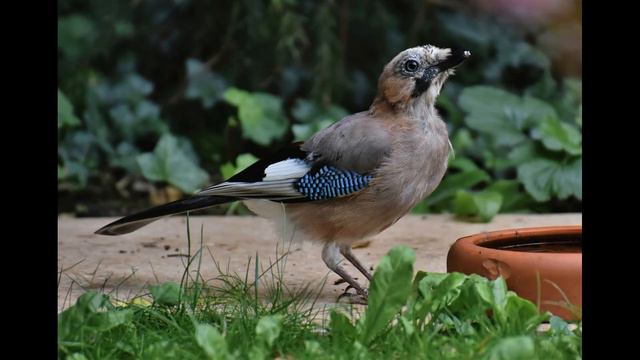 За рекой. САД смотреть онлайн