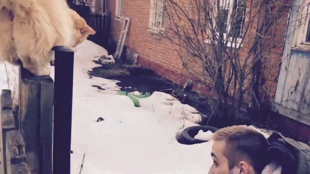 Чей вы именно кот? смотреть онлайн