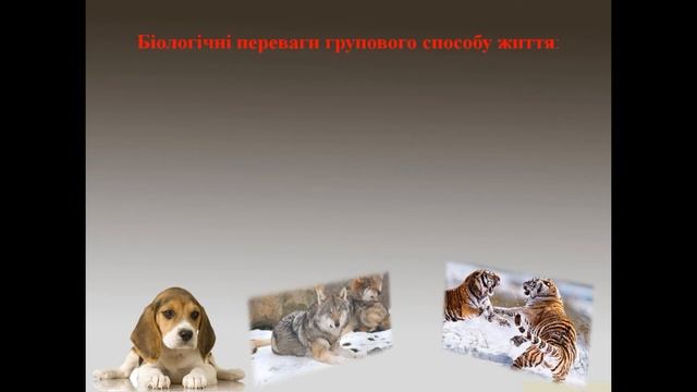 Урок № 57. Типи угруповань тварин за К. Лоренцем. Ієрархія у групі смотреть онлайн