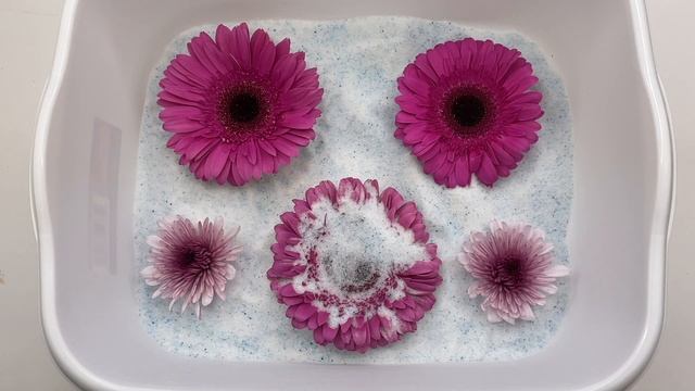Drying Flowers with Silica Gel for Resin | Sweet Art Crafts смотреть онлайн