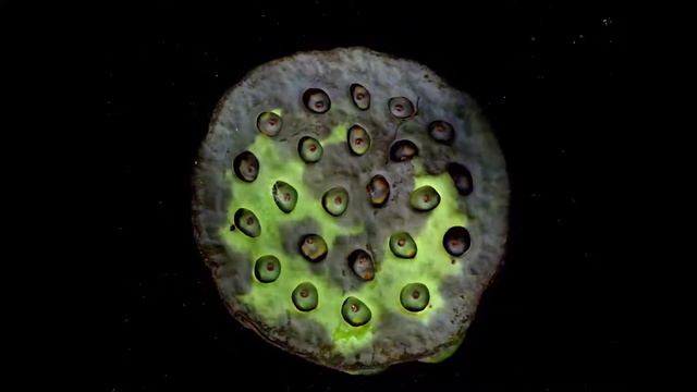 Beautiful FLOWERING LOTUS - phone case design inspired by lotus flowers - 1080p 60fps смотреть онлайн