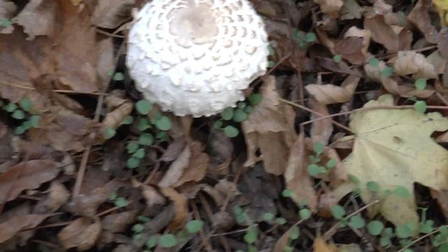 Гриб зонтик краснеющий золотой осенью смотреть онлайн