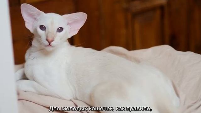 Сиамская кошка: описание породы и характера смотреть онлайн