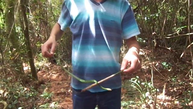 Falando um pouco sobre a Cobra Verde (Philodryas olfersii). смотреть онлайн