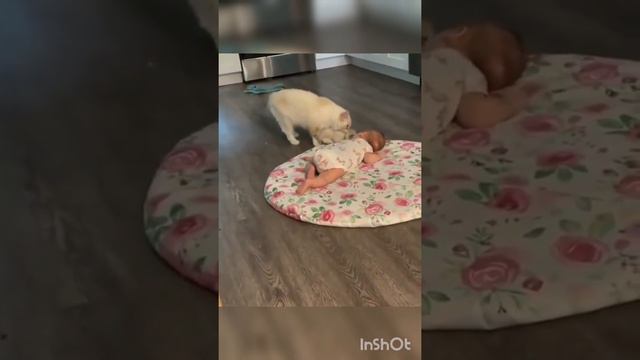 СМЕШНЫЕ КОШКИ 2022 И ДРУГИЕ ЖИВОТНЫЕ/10 МИНУТ СМЕХА/ ОЧЕНЬ СМЕШНЫЕ ЖИВОТНЫЕ/ЛУЧШИЕ ПРИКОЛЫ С КОШКАМ смотреть онлайн