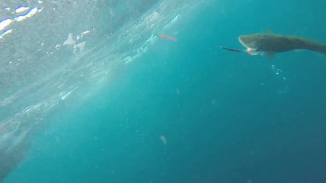 Морская рыбалка в териберке смотреть онлайн