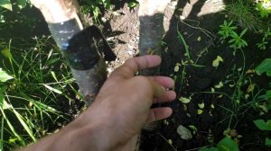 Летняя Прививка Персика на Дикую Алычу...