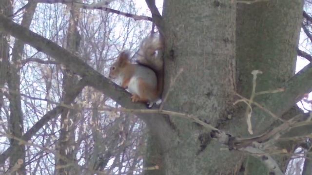 Сказка про тактику обамоохранителей. смотреть онлайн