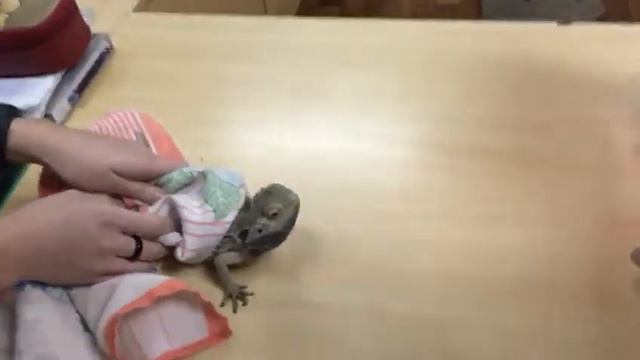 Бородатая агама Петя нападает на Федю смотреть онлайн