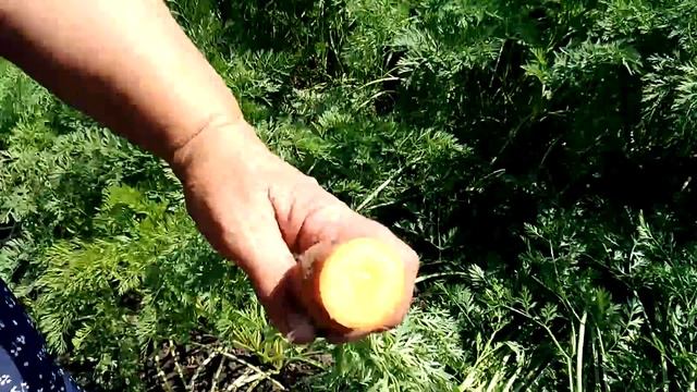 Морковь Канада смотреть онлайн