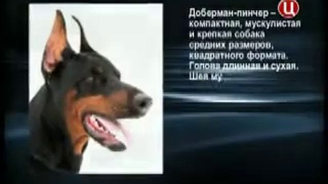 Стандарт FCI породы доберман