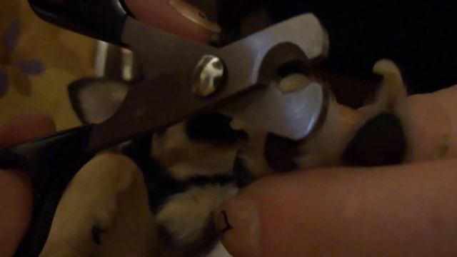 Как правильно стричь когти чихуахуа / Chihuahua grooming claws смотреть онлайн