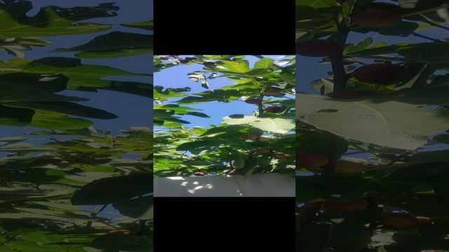 video-597048faa6a513aaa96477a58a86925d-V.mp4 смотреть онлайн