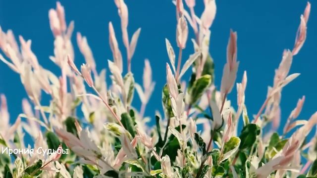 Опутал жену обманом, затюкал унижениями, но однажды у неё представился случай отомстить... смотреть онлайн