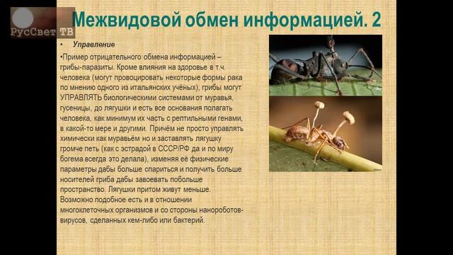 Ч.2 из 2. Лебедев Владислав "Нейроинтерфейс и его применение". смотреть онлайн