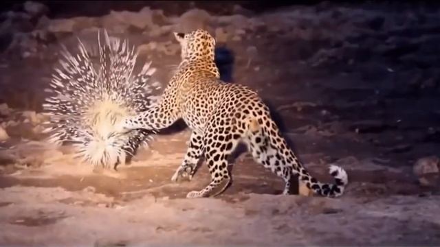 Anaconda attacks crocodile! Leopard vs python - Animals attack смотреть онлайн