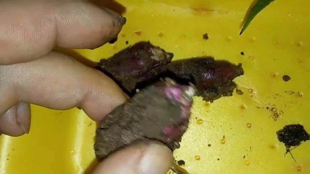 Топинамбур от сахарного диабета.Сад огород.желтые цветы.топинамбур красный?топинамбур фиолетовый смотреть онлайн