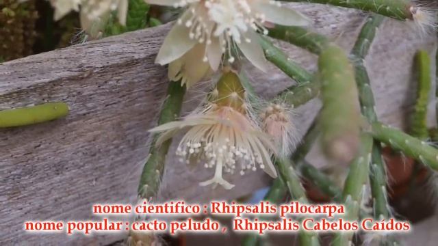 Rhipsalis pilocarpa - cacto peludo umas das espécies mais elegante deste gênero !! смотреть онлайн