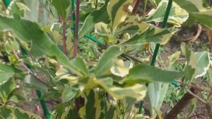 Жимолость вариегатная Арлекин , декоративные ягодки в саду.  Многолетник. Лиана.