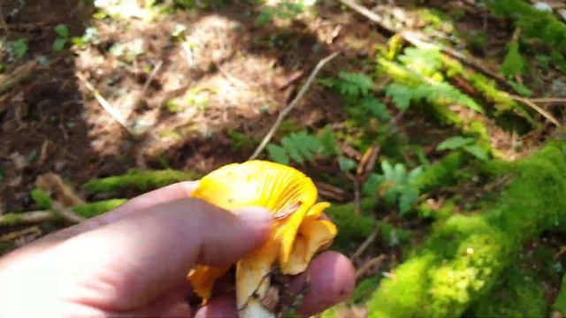 Cèpe une pousse exCEPtionnelle : LA QUINTESSENCE ! Saison des cèpes 2023 #cèpes #champignons смотреть онлайн