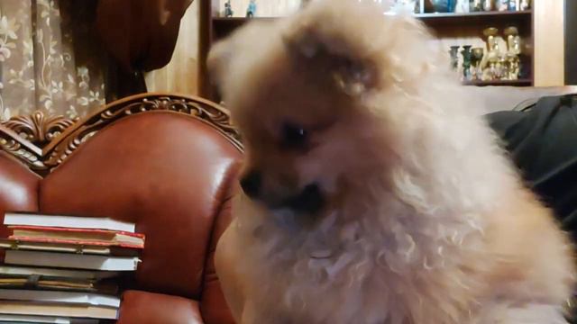 ПРИВЕТ ОТ АРЧИКА...АВТОР ИНГА ХОСРОЕВА. смотреть онлайн