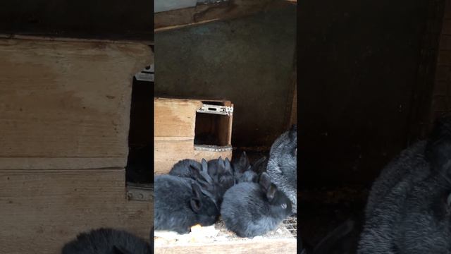 Кролиководство.Уловки не порядочных кролиководов при продаже кроликов. смотреть онлайн