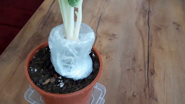 Аглаонема Укоренение аглаонемы воздушными отводками