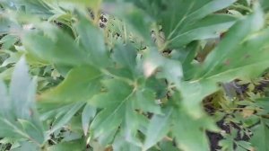 Ито-гибриды осенью. Что делать с этими пионами?