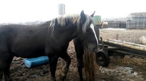 Первые признаки когда кобыла в охоте