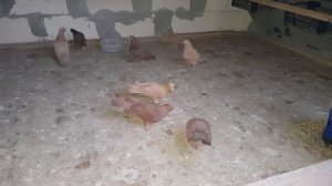 Бакинские  голуби в Калининграде