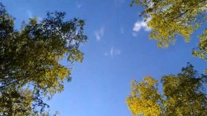 Звуки весеннего леса .