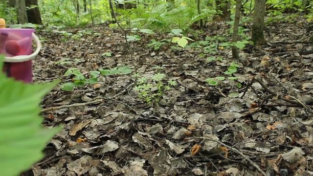Незнакомая старушка подсказала как проехать до грибного рая смотреть онлайн