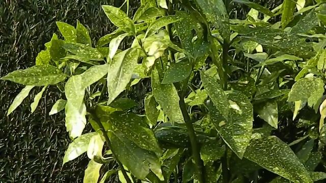 Aucuba japonica смотреть онлайн