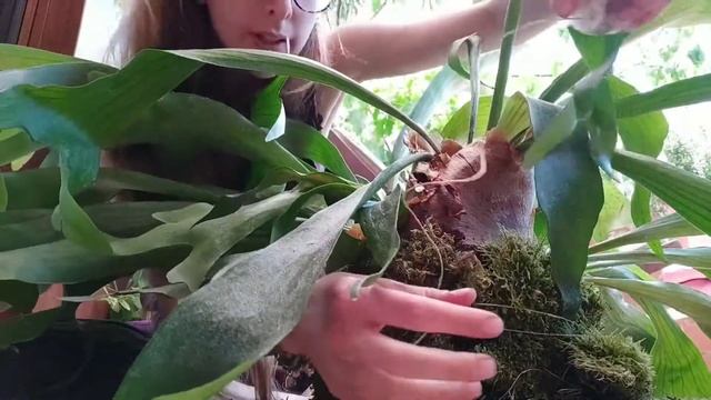 Platycerium Bifurcatum PART 2: REPOTTING - a New Home for my Staghorn Fern смотреть онлайн