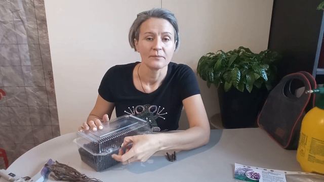 Павловния. Размножение корневыми черенками. смотреть онлайн