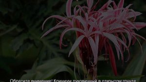 Кринум — цветок садовый, посадка и уход в открытом грунте