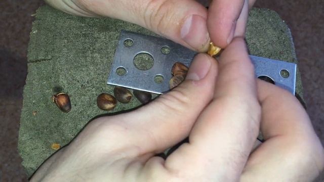 Чистим кедровые орехи от скорлупы двумя способами (clean pine nuts) смотреть онлайн