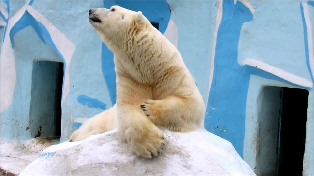 Кай ! С днем рождения!!! 13 лет. 27.11.20 г. смотреть онлайн