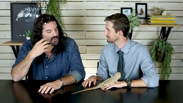 Bearded Dragons - 27 Rad Facts! Dāv Kaufman and Clint's Reptiles смотреть онлайн