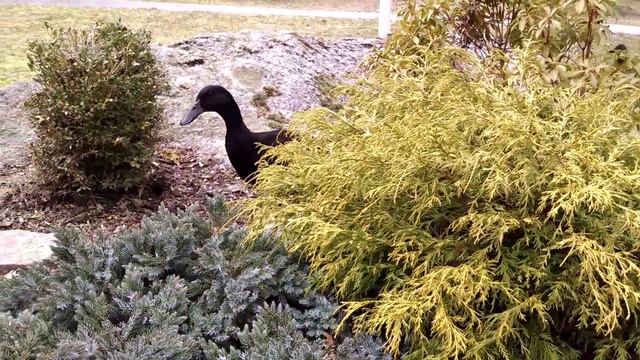 Cayuga Duck in the Garden смотреть онлайн
