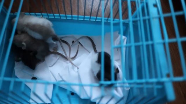 ВЗЯЛА КРЫСЯТ НА ПЕРЕДЕРЖКУ :) смотреть онлайн